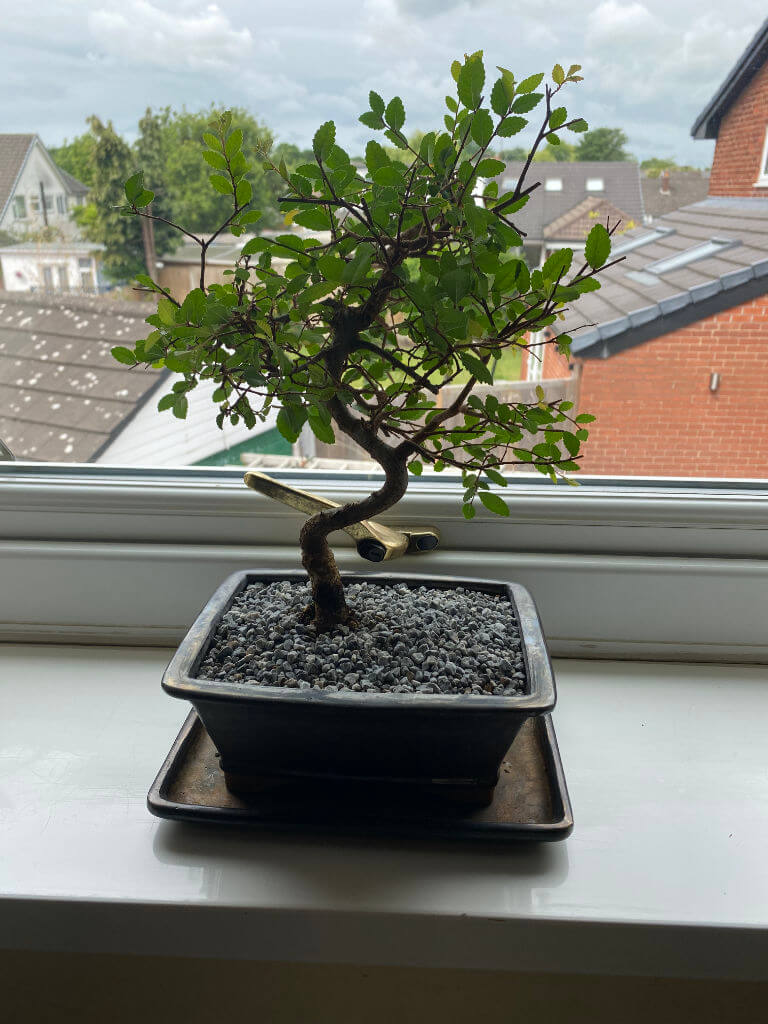 Young Chinese elm Bonsai tree