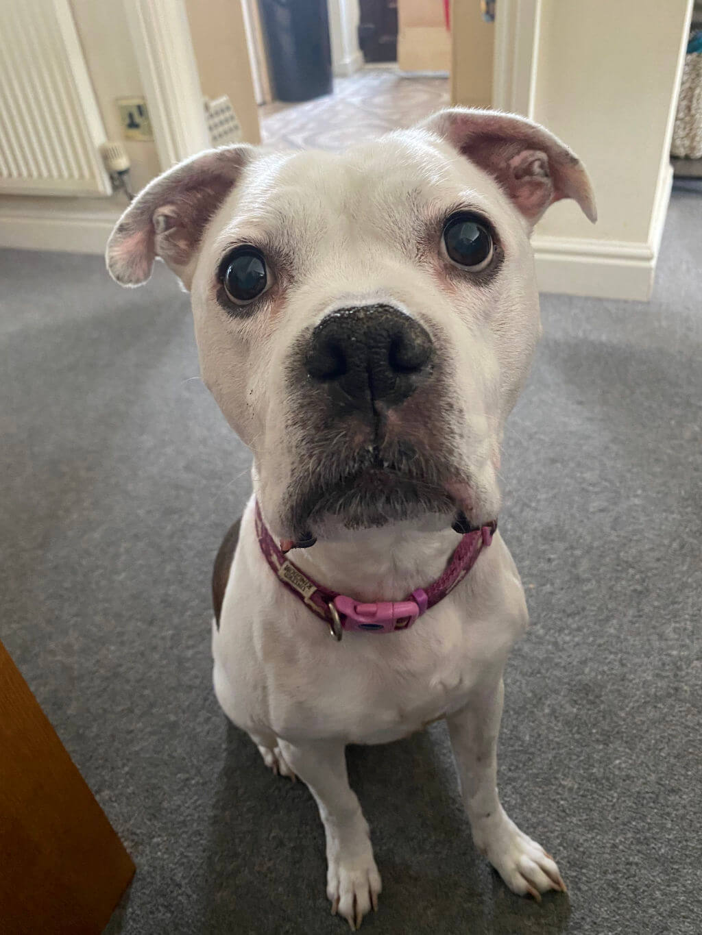 Missy, Boxer/Staffy mix, Sloth