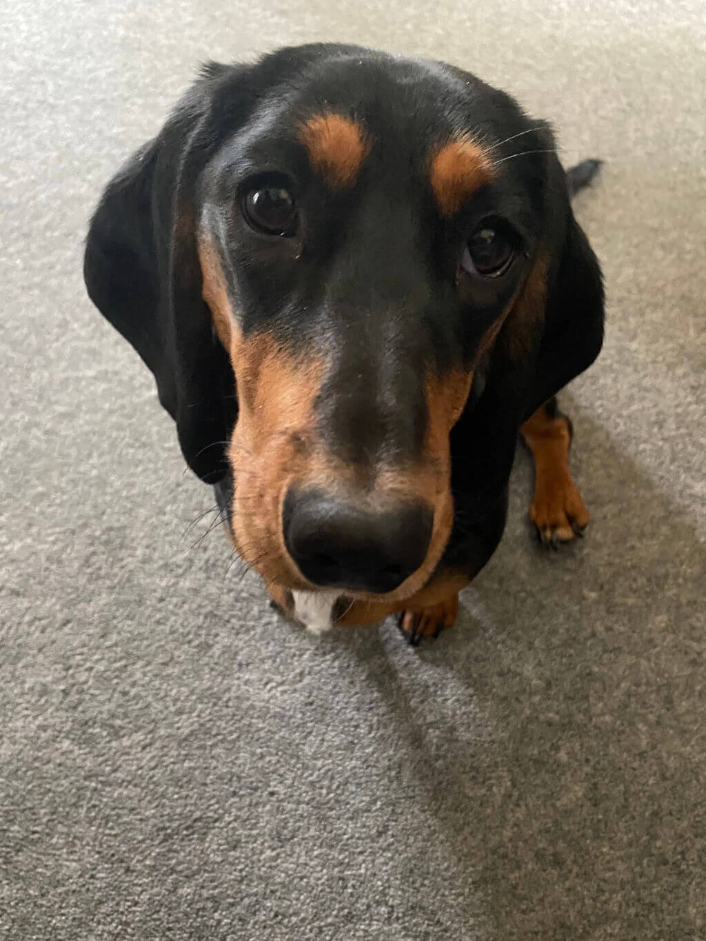 Penny - Dachshund, Destroyer